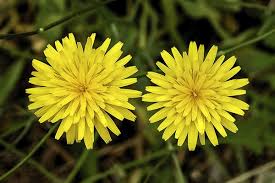 Attēlu rezultāti vaicājumam “Hieracium murorum flower”