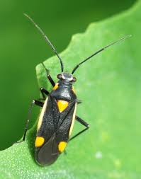 Attēlu rezultāti vaicājumam “Capsodes gothicus”