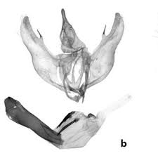 Attēlu rezultāti vaicājumam “Charissa ambiguata”
