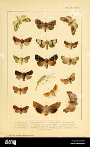 Attēlu rezultāti vaicājumam “Mythimna flammea”