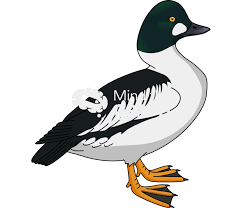 Attēlu rezultāti vaicājumam “Bucephala clangula”