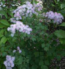 Attēlu rezultāti vaicājumam “Thalictrum aquilegifolium leaf”