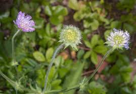 Image result for Knautia arvensis