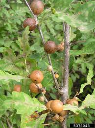 Attēlu rezultāti vaicājumam “gall”