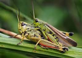 Attēlu rezultāti vaicājumam “Stethophyma grossum”