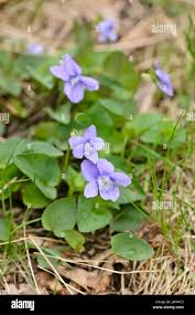 Attēlu rezultāti vaicājumam “Viola reichenbachiana flower”