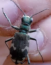 Attēlu rezultāti vaicājumam “Cicindela sylvatica imago”