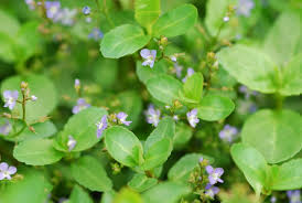 Attēlu rezultāti vaicājumam “Veronica beccabunga leaf”