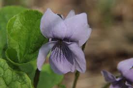 Attēlu rezultāti vaicājumam “Viola epipsila”