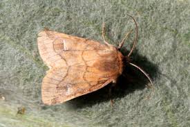 Attēlu rezultāti vaicājumam “Eriopygodes imbecilla”