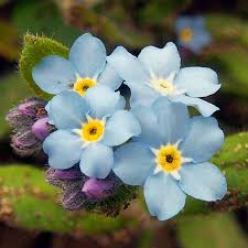 Image result for Myosotis sylvatica