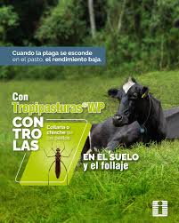 Attēlu rezultāti vaicājumam “Collaria sp.”