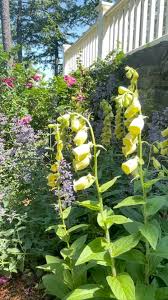 Image result for Digitalis grandiflora