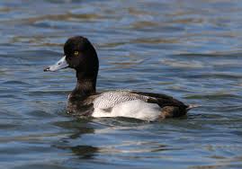 Image result for Aythya affinis