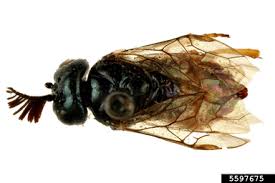 Attēlu rezultāti vaicājumam “Diprionidae”