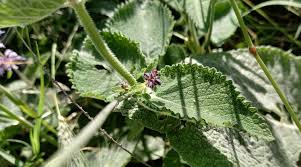 Attēlu rezultāti vaicājumam “Salvia verticillata leaf”