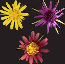 Image result for Tragopogon pratensis