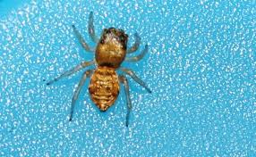 Attēlu rezultāti vaicājumam “Heliophanus sp.”