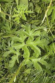 Image result for Heracleum sphondylium