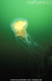 Image result for Phacellophora camtschatica