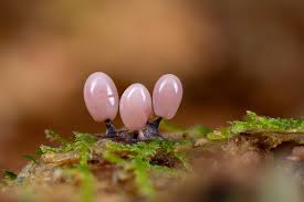 Attēlu rezultāti vaicājumam “Comatricha meandrispora macro”