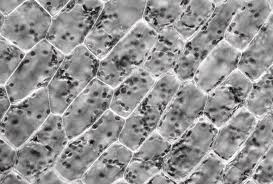 Attēlu rezultāti vaicājumam “Elodea canadensis leaf”