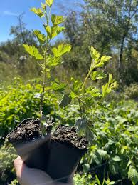 Attēlu rezultāti vaicājumam “Ribes uva-crispa”
