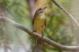 Image result for Vireo philadelphicus