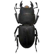 Attēlu rezultāti vaicājumam “Dorcus parallelopipedus”