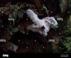 Attēlu rezultāti vaicājumam “Tilachlidium brachiatum”