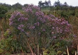 Attēlu rezultāti vaicājumam “Symphyotrichum novae-angliae”