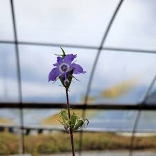 Image result for Campanula americana