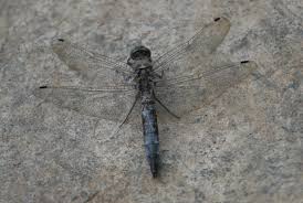 Attēlu rezultāti vaicājumam “Orthetrum cancellatum male”