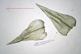 Attēlu rezultāti vaicājumam “Eurhynchium striatum”