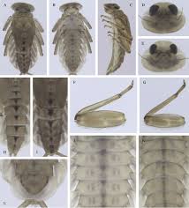 Attēlu rezultāti vaicājumam “Ephemeroptera larva”