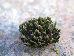 Attēlu rezultāti vaicājumam “Grimmia pulvinata”