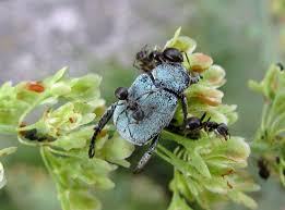 Attēlu rezultāti vaicājumam “Hoplia parvula”