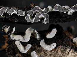 Attēlu rezultāti vaicājumam “Physarum bitectum”