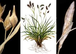 Attēlu rezultāti vaicājumam “Carex capillaris”
