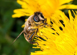 Attēlu rezultāti vaicājumam “Eristalis sp.”