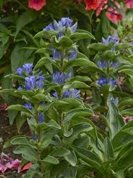 Attēlu rezultāti vaicājumam “Gentiana cruciata flower”