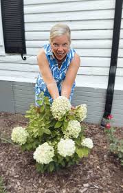 Attēlu rezultāti vaicājumam “Hydrangea”