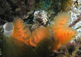 Attēlu rezultāti vaicājumam “Phronia sp.”