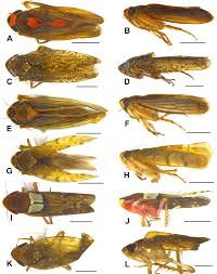 Attēlu rezultāti vaicājumam “Cicadellidae”