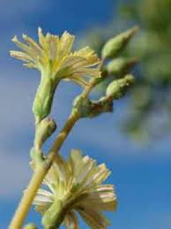 Attēlu rezultāti vaicājumam “Lactuca sativa flower”