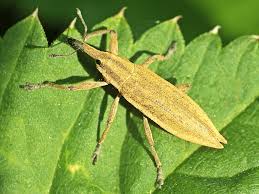 Attēlu rezultāti vaicājumam “Lixus iridis”