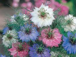 Image result for Nigella damascena