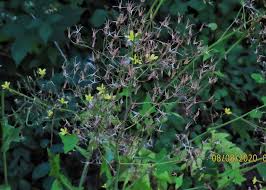 Attēlu rezultāti vaicājumam “Mycelis muralis leaf”