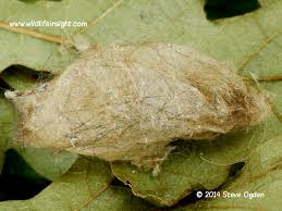 Attēlu rezultāti vaicājumam “Euproctis similis larva”
