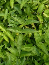 Attēlu rezultāti vaicājumam “Rubus illecebrosus”